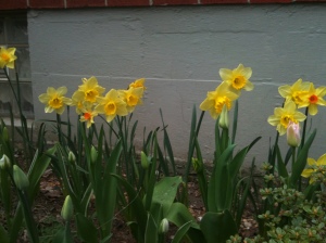 Some of the first blooms to show up around our new house. 